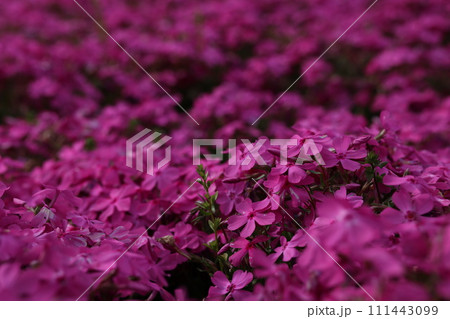 花　芝桜 111443099