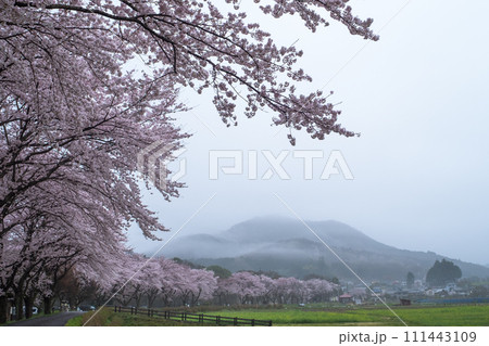 桜のある風景 111443109