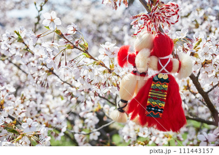 Bulgarian traditional spring decor Martenitsa on the cherry blossom tree. Baba Marta holiday. Bulgarian traditional spring decor Martenitsa on the cherry blossom tree. Baba Marta holiday. 111443157