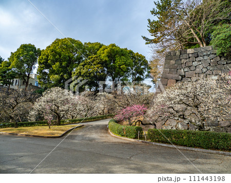 早春の皇居東御苑【梅林坂】の風景 早春の皇居東御苑【梅林坂】の風景 111443198