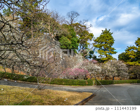 早春の皇居東御苑【梅林坂】の風景 早春の皇居東御苑【梅林坂】の風景 111443199