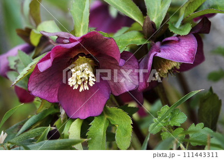 春に咲いた紫色のクリスマスローズ 111443311