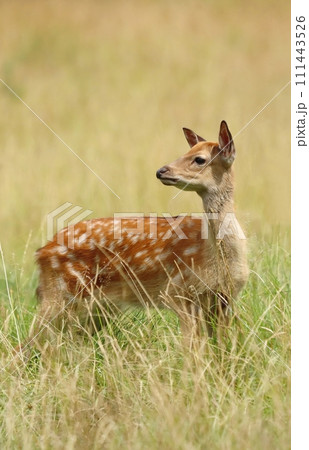 The sika deer baby on pasture The sika deer baby on pasture 111443526