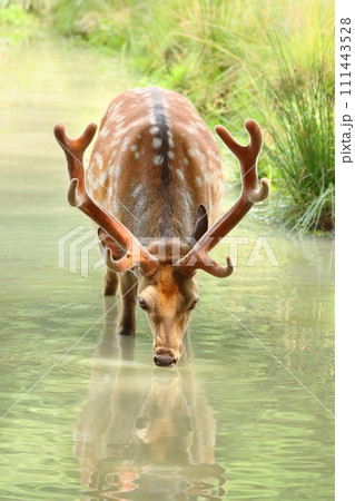 Beautiful spotty sika deer male Beautiful spotty sika deer male 111443528