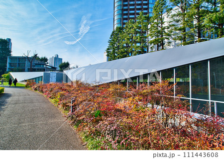 東京赤坂　檜町公園から観るパークコート赤坂檜町ザタワー　冬の風景 111443608