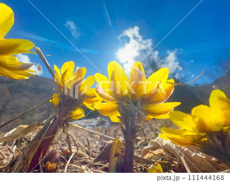 爽快な福寿草 爽快な福寿草 111444168