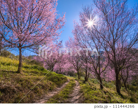 Pink sakura cherry blossom under a clear blue on Phu Lom Lo mountain, Phitsanulok and Loei Province, Thailand Pink sakura cherry blossom under a clear blue on Phu Lom Lo mountain, Phitsanulok and Loei Province, Thailand 111444266