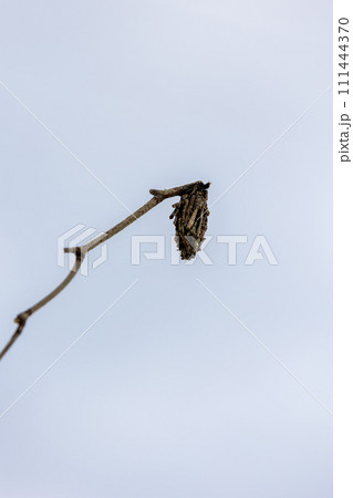 ミノムシ 111444370