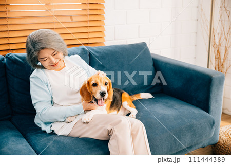 Warmth and togetherness, An old lady holds her Beagle puppy on the sofa in their living room. Their friendship and happiness turn this house into a haven of pet love. Warmth and togetherness, An old lady holds her Beagle puppy on the sofa in their living room. Their friendship and happiness turn this house into a haven of pet love. 111444389