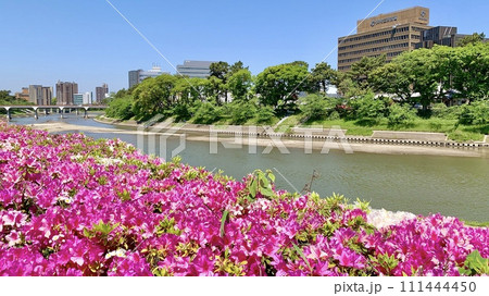満開のつつじ(ピンク)と青空に映える新緑に彩られた乙川〈明代橋公園/愛知県岡崎市〉 111444450