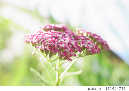 庭に咲くノコギリソウ属の花 庭に咲くノコギリソウ属の花 111444731