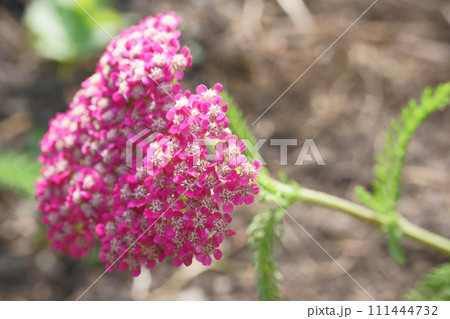 庭に咲くノコギリソウ属の花 111444732