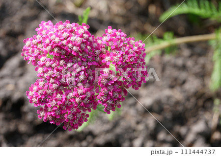 庭に咲くノコギリソウ属の花 庭に咲くノコギリソウ属の花 111444737