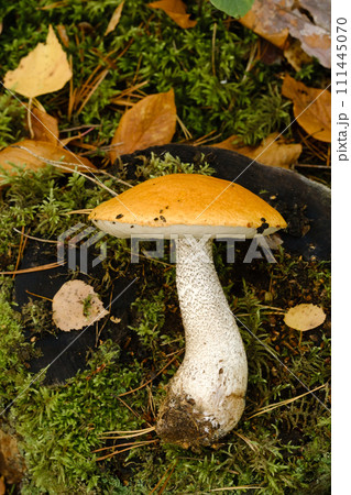 A large aspen mushroom with an orange cap grows in the autumn forest. Mushrooms in the forest. Mushroom picking A large aspen mushroom with an orange cap grows in the autumn forest. Mushrooms in the forest. Mushroom picking 111445070