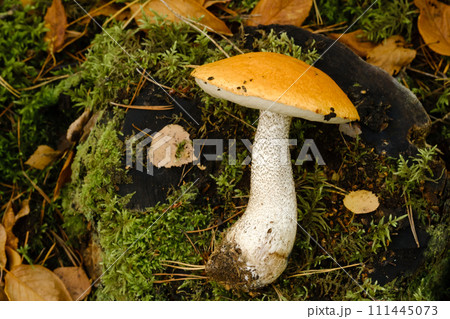 A large aspen mushroom with an orange cap grows in the autumn forest. Mushrooms in the forest. Mushroom picking 111445073