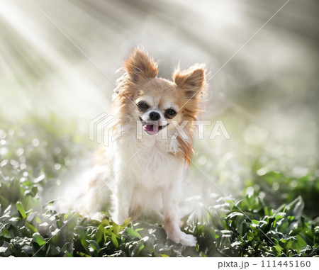 chihuahua in nature 111445160