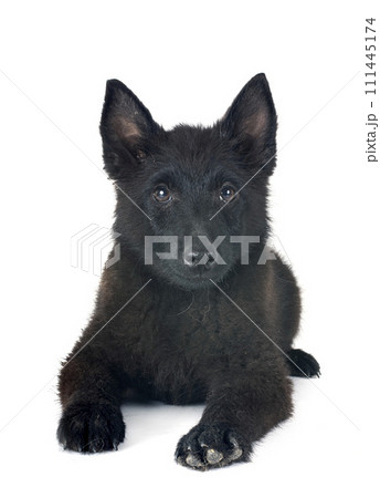 young Schipperke in studio young Schipperke in studio 111445174