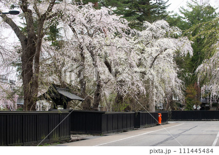 角館 武家屋敷のしだれ桜 角館 武家屋敷のしだれ桜 111445484