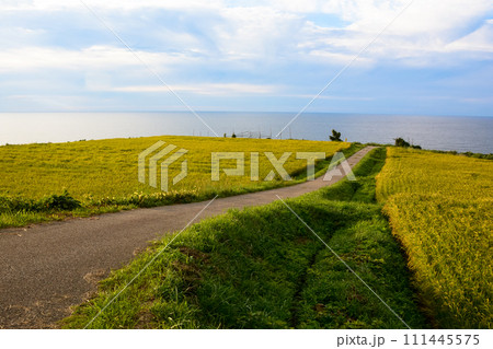輪島の日本海に面した田んぼ 111445575