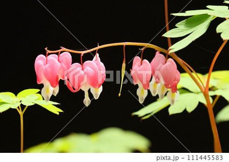 タイツリソウ　ケマンソウ　ピンク色の花 111445583