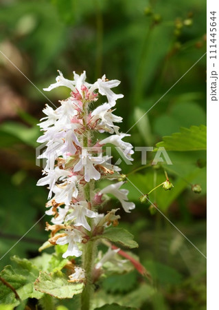ジュウニヒトエ 十二単 山野草 白い花 ジュウニヒトエ 十二単 山野草 白い花 111445644