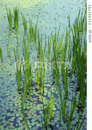 ヒツジ草がびっしり生える沼　湿地の風景 111445782
