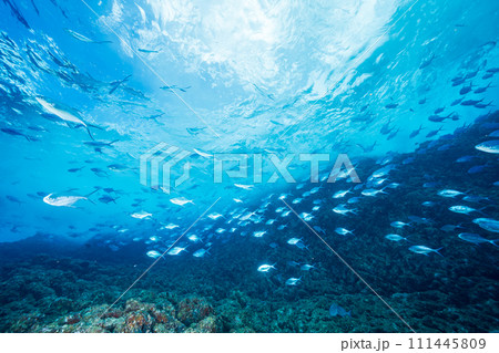 コバンアジの群れ　小笠原 111445809