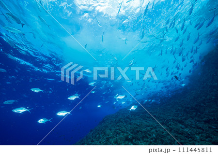 コバンアジの群れ 小笠原 コバンアジの群れ 小笠原 111445811