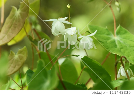 バイカイカリソウ 梅花碇草 林間の下草 小さい白い花 バイカイカリソウ 梅花碇草 林間の下草 小さい白い花 111445839