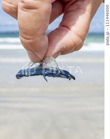 Man holding a single By The Wind Sailor Velella 111446000