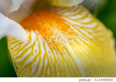 神秘的な菖蒲の花~クローズアップ~ 神秘的な菖蒲の花~クローズアップ~ 111446085