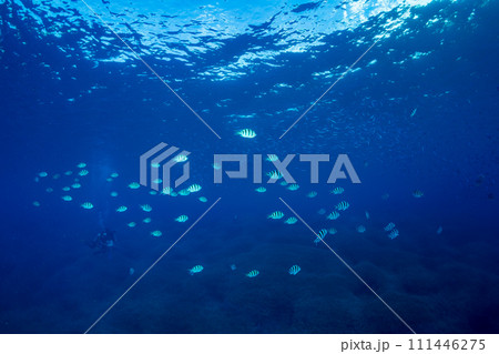 ササムロの群れ 小笠原 ササムロの群れ 小笠原 111446275