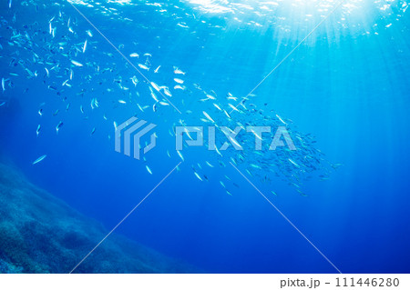 ササムロの群れ　小笠原 111446280