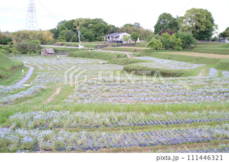大分市　おかばる花公園　ネモフィラまつり 111446321