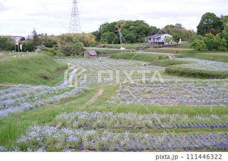 大分市 おかばる花公園 ネモフィラまつり 大分市 おかばる花公園 ネモフィラまつり 111446322
