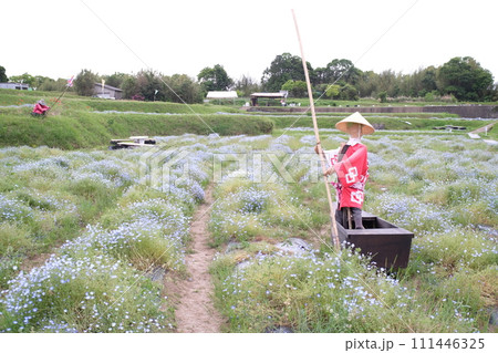 大分市　おかばる花公園　ネモフィラまつり 111446325