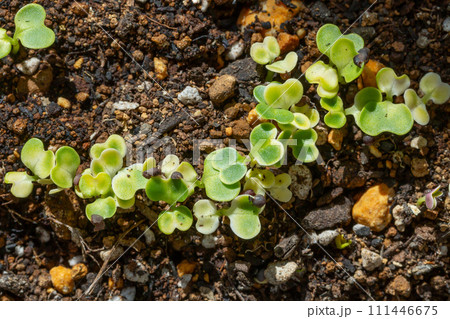 発芽した小松菜 新芽 双葉 芽吹き 発芽した小松菜 新芽 双葉 芽吹き 111446675