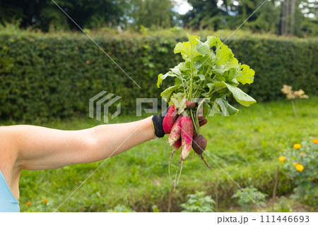 Female farmer holding fresh radish seasonal vegetables in her hands, selective focus, square crop. Organic produce or local market concept 111446693