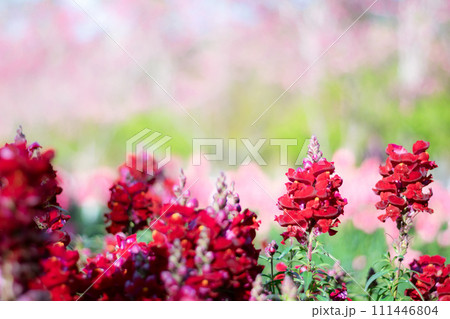 Antirrhinum red flower on the garden Antirrhinum red flower on the garden 111446804