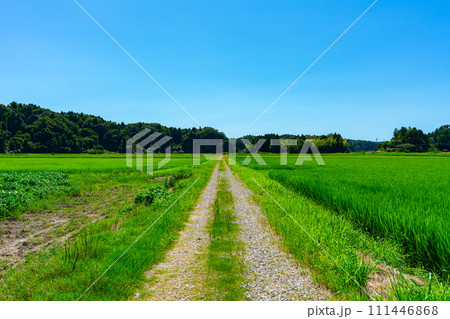 石川県　旅行　自然　夏　空　観光　宿泊　日本海　北陸　畑　稲作　田園　田舎 111446868