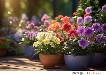 Beautiful colorful variety of spring and summer flowers in pots on the patio 111447120