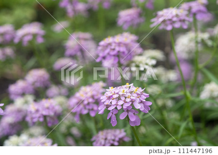 紫色のイベリスの花花 紫色のイベリスの花花 111447196
