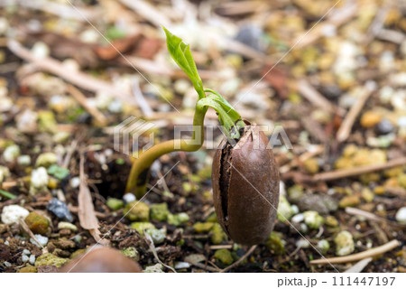 ポポーの種と発芽した芽 111447197