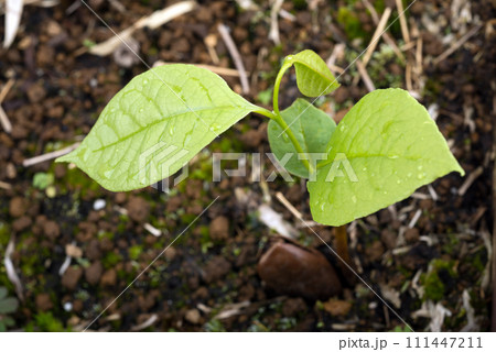 ポポーの幼木 ポポーの幼木 111447211