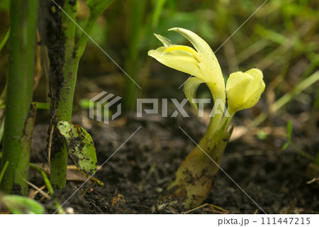 緑の中のミョウガの花 111447215