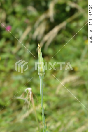 Common salsify 111447300