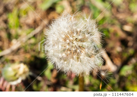 胞子が飛んでいるわたぼうし 胞子が飛んでいるわたぼうし 111447604