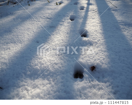 雪の上に残るエゾシカの足跡 111447815