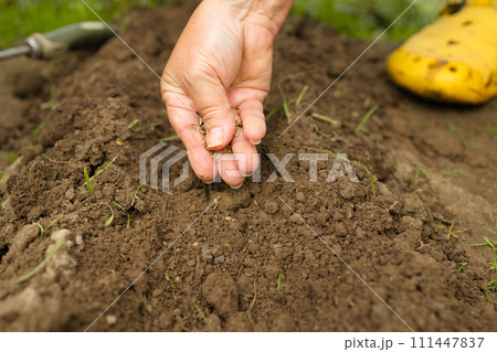 Unrecognizable woman hands holding seed of plant seedling in rows, sprout over soil. Anonymous female organic farmer protecting a young plant in her garden. Unrecognizable woman hands holding seed of plant seedling in rows, sprout over soil. Anonymous female organic farmer protecting a young plant in her garden. 111447837