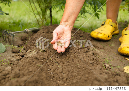 Unrecognizable woman hands holding seed of plant seedling in rows, sprout over soil. Anonymous female organic farmer protecting a young plant in her garden.  111447838
